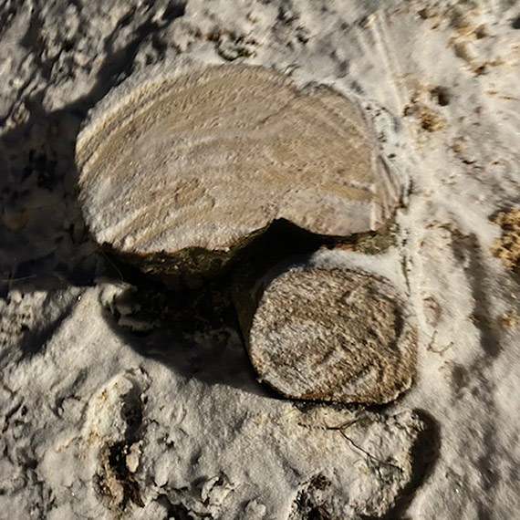 Urz�d Miasta wyja�nia wycink� drzew w Parku Zdrojowym