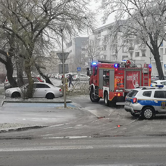 L�d �amie drzewa. Du�a ga��� run�a na osiedlu Platan