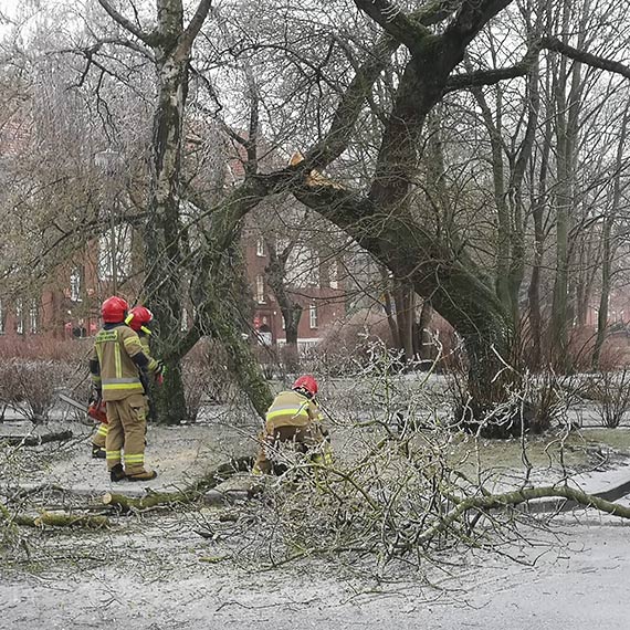 Lód łamie drzewa. Duża gałąź runęła na osiedlu Platan