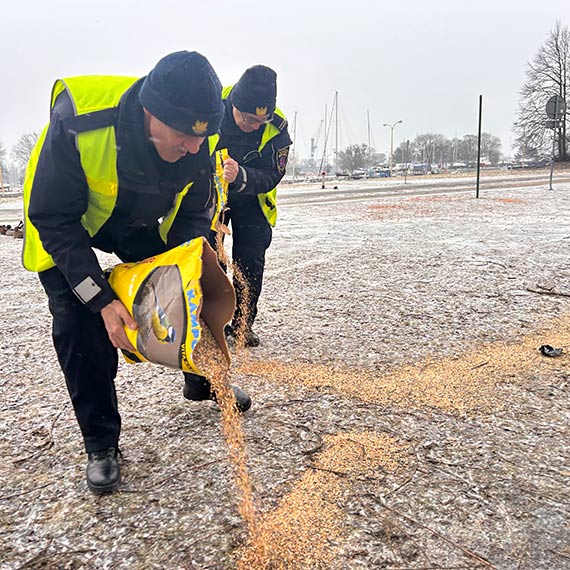 Sypniemy ziarnem, czyli z pomoc� ptakom