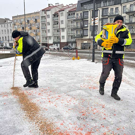 Sypniemy ziarnem, czyli z pomoc� ptakom