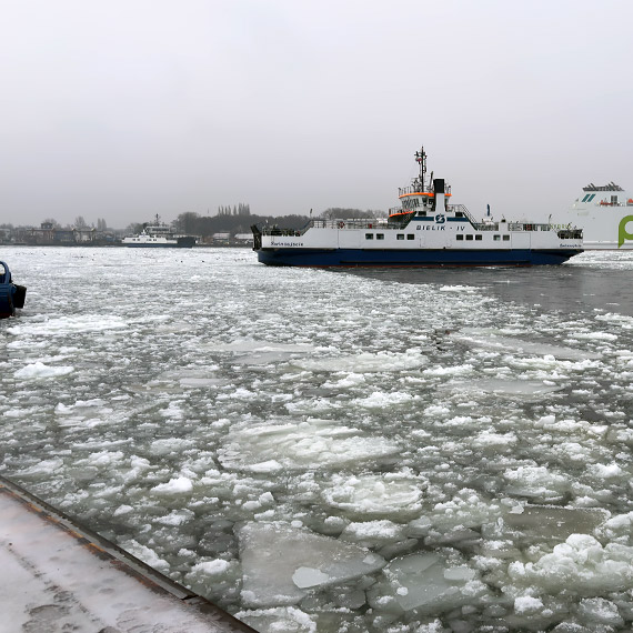 Bokiem przez kana�. Tak Bieliki odgarniaj� kr� w �winouj�ciu. Zobacz film!