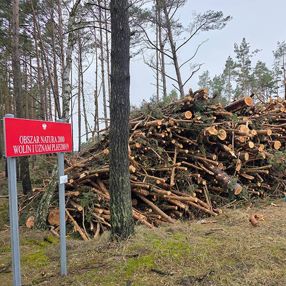 Ci�ar�wki w przytorskich lasach. Radni pytaj� o bezpiecze�stwo drogi na pla��