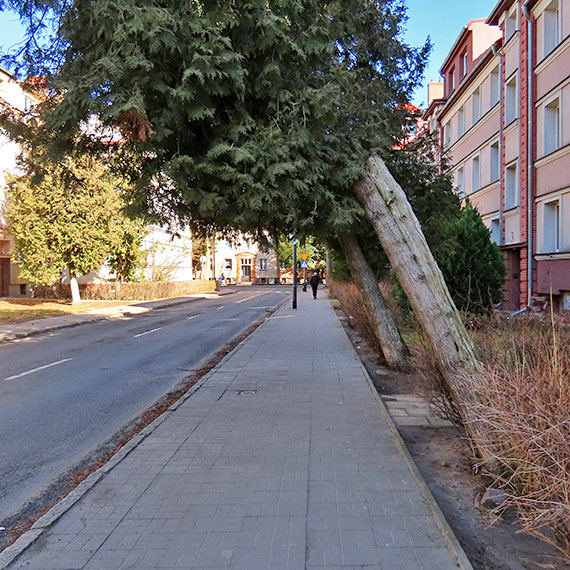 Niebezpiecznie przy ulicy Pozna�skiej. Pochylone tuje mog� run�� na chodnik i jezdni�