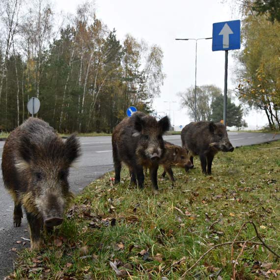 Dzik�w nie zapraszaj, fachowo je odstraszaj