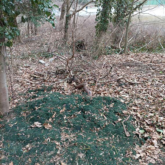 Gumowy szrot z boiska w lasku za hal� tenisow�? Mieszkaniec alarmuje o niepokoj�cym znalezisku