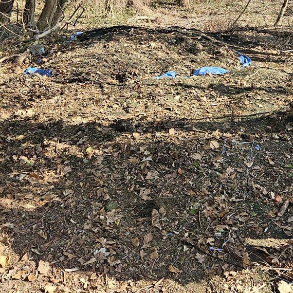 Granulat w lasku przy Matejki. OSiR t�umaczy: to efekt zimowego od�nie�ania boiska