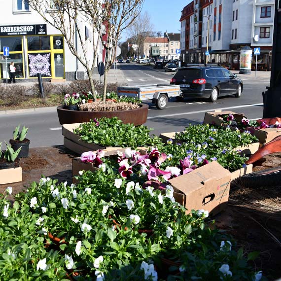 Morze kwiat�w na wiosn�