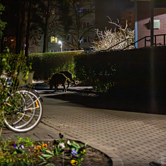 Dziki między blokami na osiedlu Gdyńskiej. Wieczorne spacery z niepokojącym „towarzystwem”