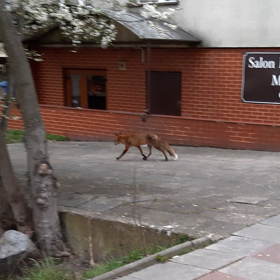 Lisy spaceruj� po centrum �winouj�cia. Coraz �mielej zagl�daj� 