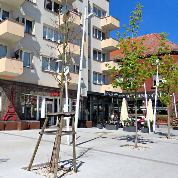 Klon na Placu Wolno�ci usech�. Mieszkaniec pyta: gdzie by�a miejska troska o ziele�?