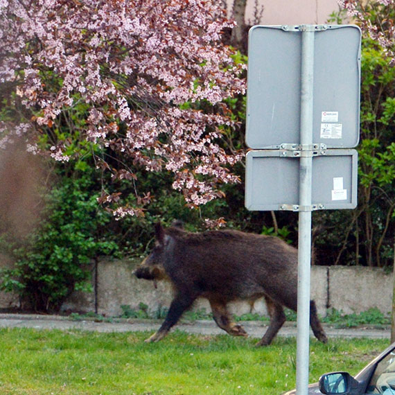 Dziki w samym centrum �winouj�cia. Poranny widok na osiedlu Matejki zaskoczy� mieszka�c�w