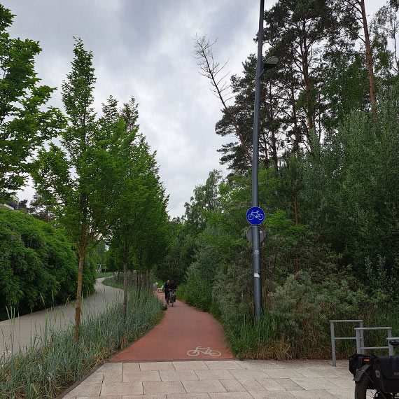 Niebezpieczne drzewo nad �cie�k� rowerow� przy wej�ciu na pla�� nr 11