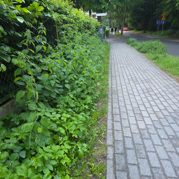 Mieszkańcy ulicy Małachowskiego mają dość zarośli. Chcą porządku na drodze do plaży