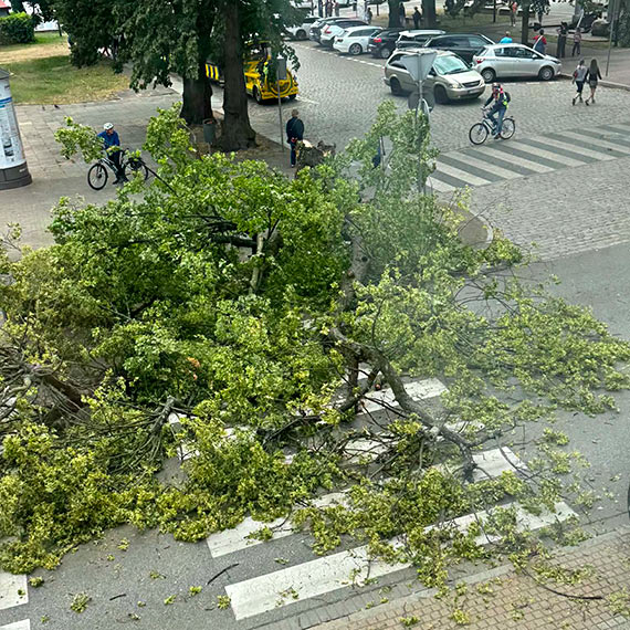 Drzewo run�o na ulic� Armii Krajowej. Silny wiatr sparali�owa� ruch w centrum �winouj�cia