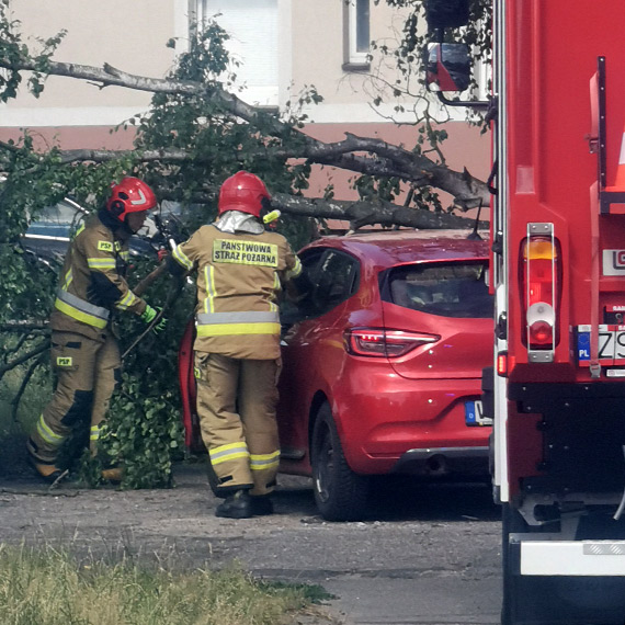 Silny wiatr daje o sobie znać. Konar spadł na zaparkowane samochody w Świnoujściu